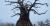Artificial baobab trees made of Nafufill RM 10